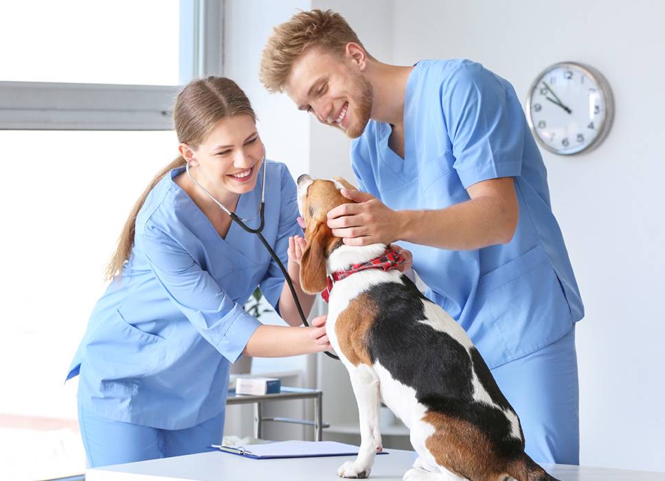 Veterinary Assistant