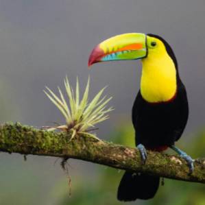 Toucan