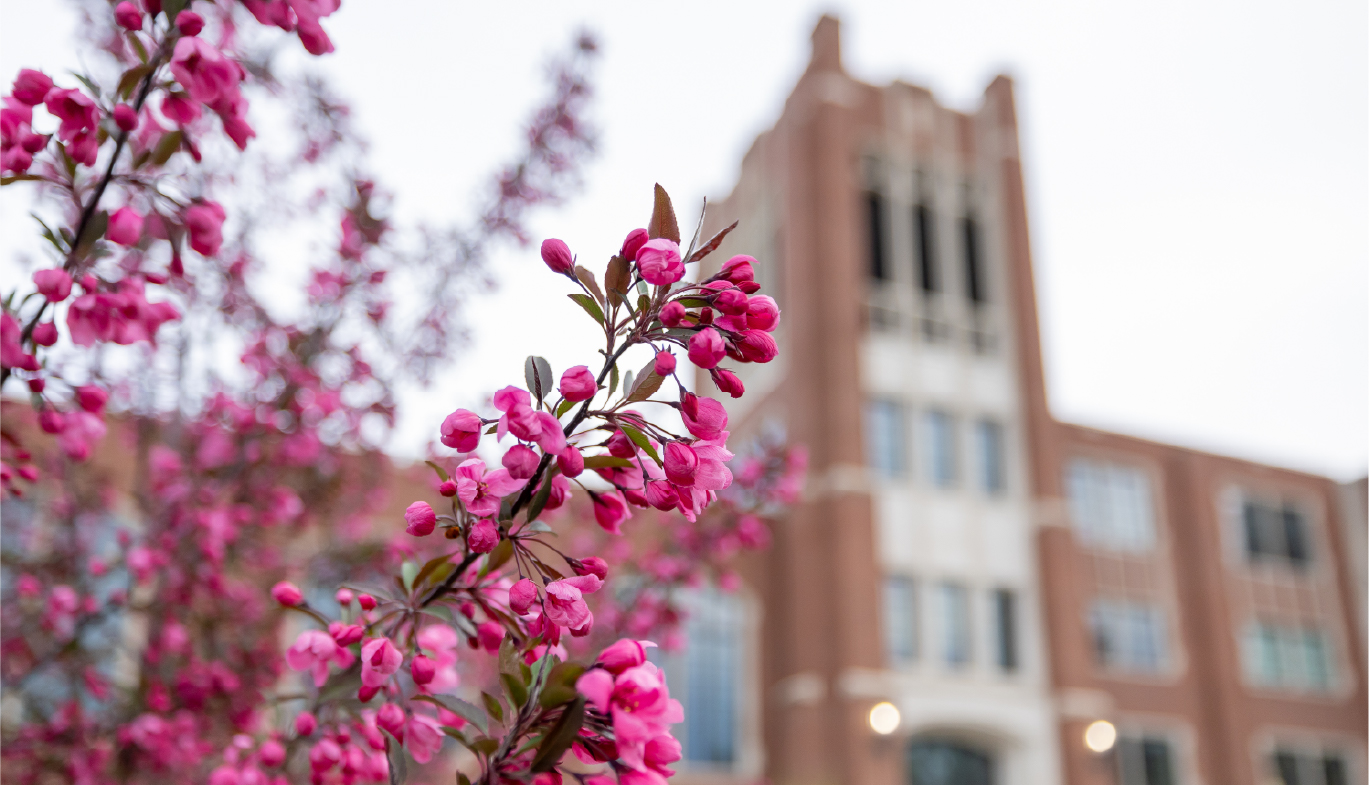 pink flowers in bloom in front of UND's Chester Fritz Library