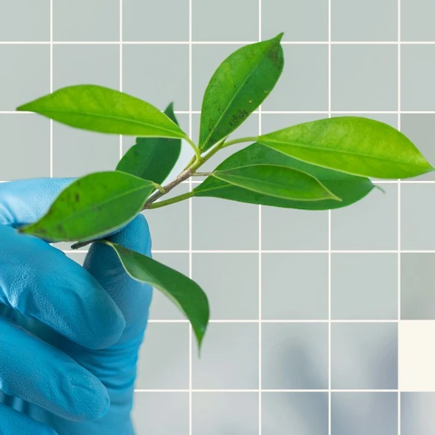 Icorps Feature Image